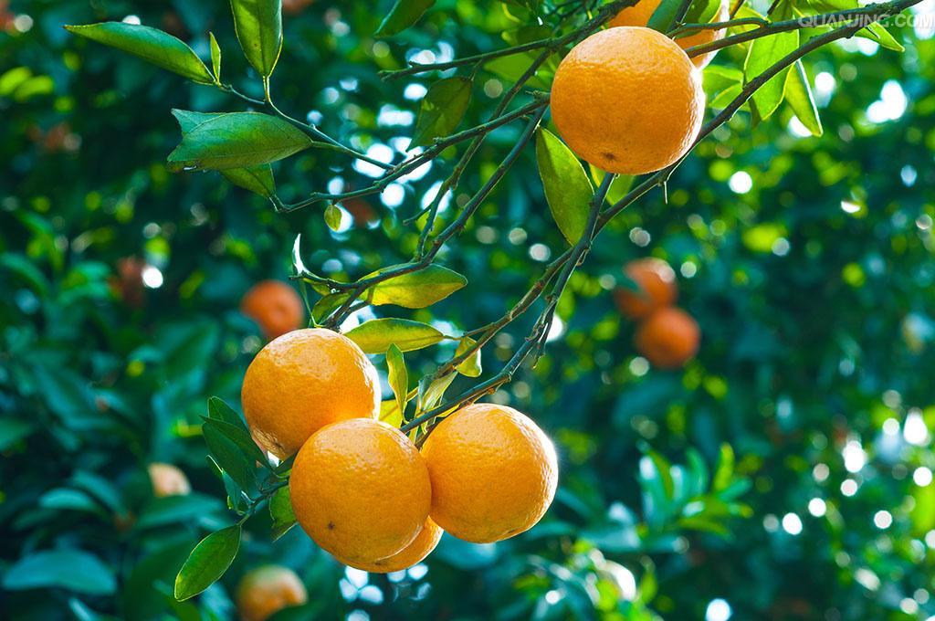 其花果期在每年的45月份,想要橙子树快速开花结果,就要为其提供疏松