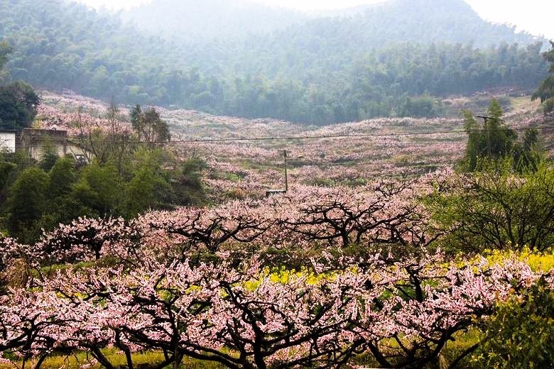 你就错过富阳了春天 一城山水秀,十里花果香 2017新登半山桃花节将于