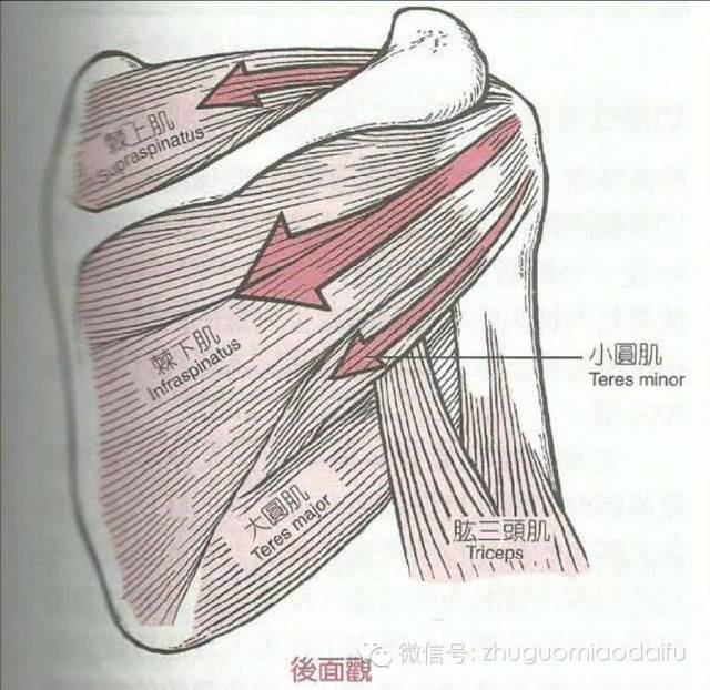 狭义肩关节:盂肱关节喙突点:肱二头肌短头,喙肱肌盂下结节点:肱三头肌