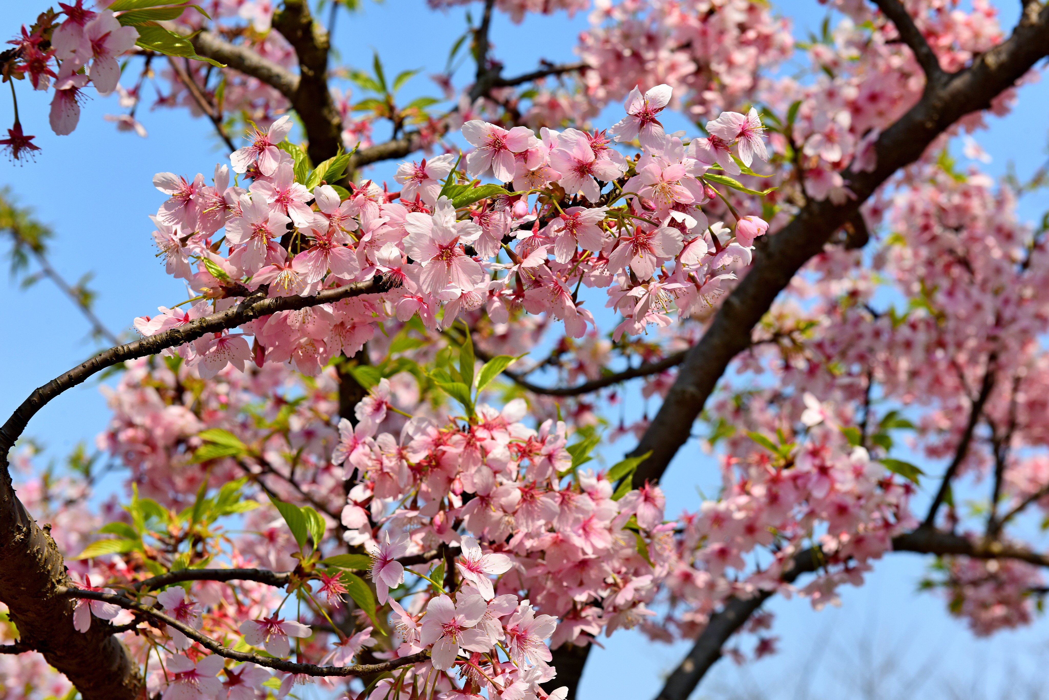 无锡金匮公园樱花图片图片