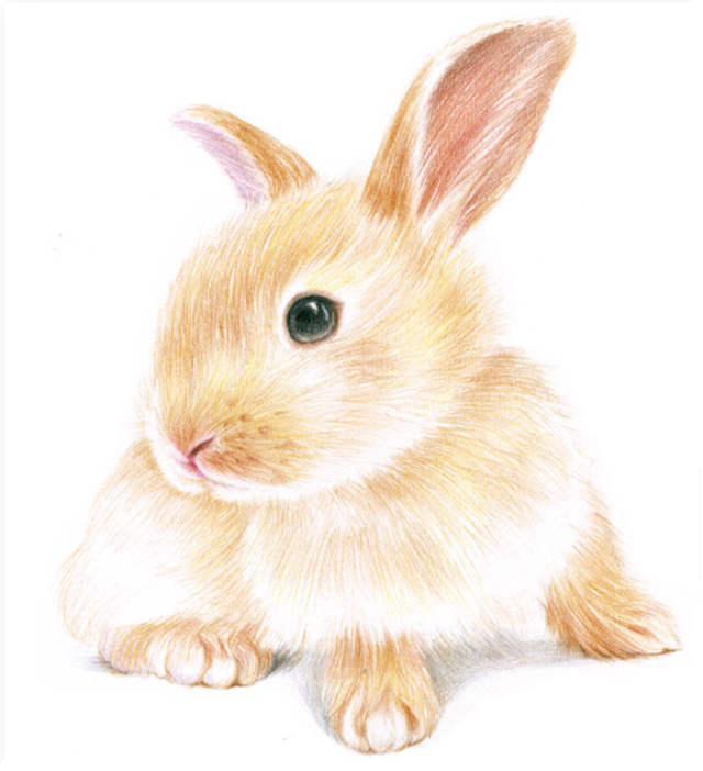 30分钟就能用色铅笔画出的毛茸茸萌兔子!
