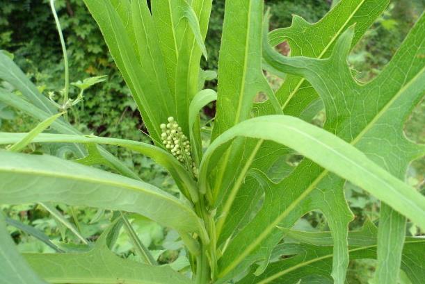 這種野菜含有較多的胡蘿蔔素和維生素全草均可入藥