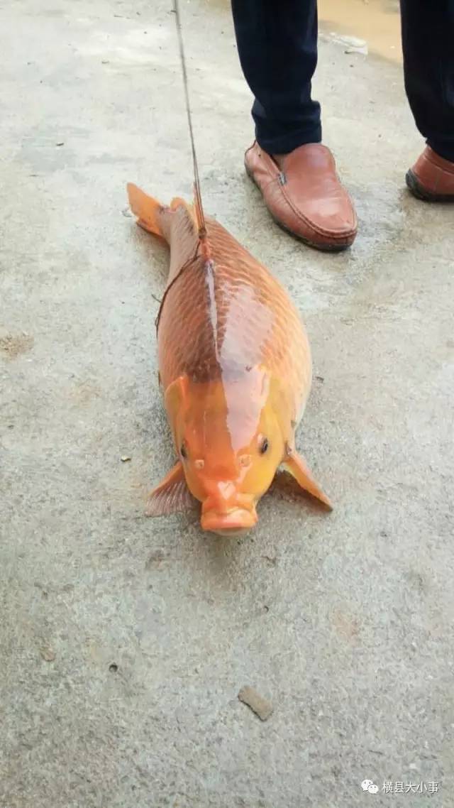 横县黄肉鲤鱼养殖图片