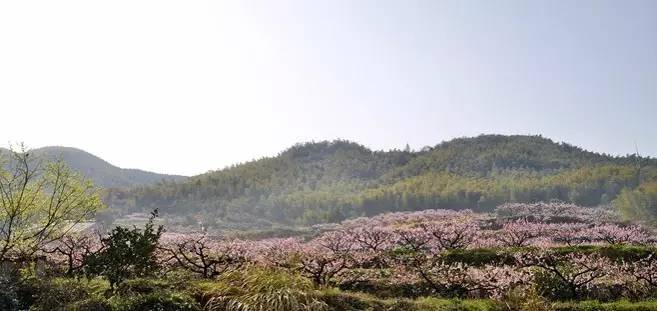 你就错过富阳了春天 一城山水秀,十里花果香 2017新登半山桃花节将于