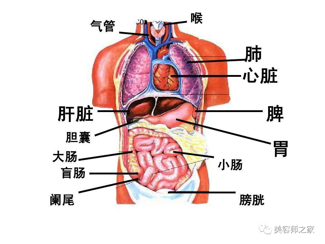 肝胆的位置图 放大图片