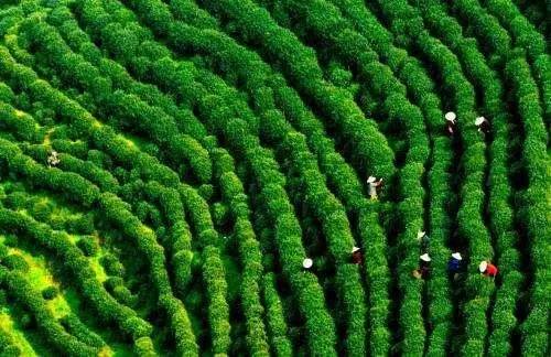 【旅遊】雨後清明,浙江7大絕美採茶春遊好去處,有你的家鄉嗎?