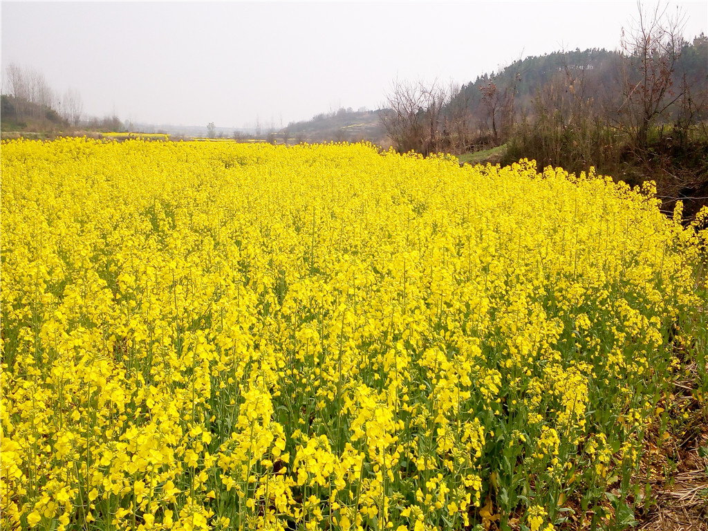 中国最美乡村画卷—油菜花