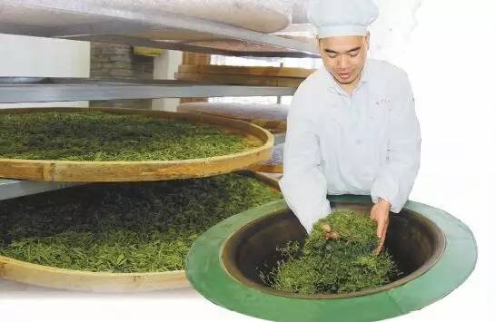 狗牯脑茶独特的采制技术和要求