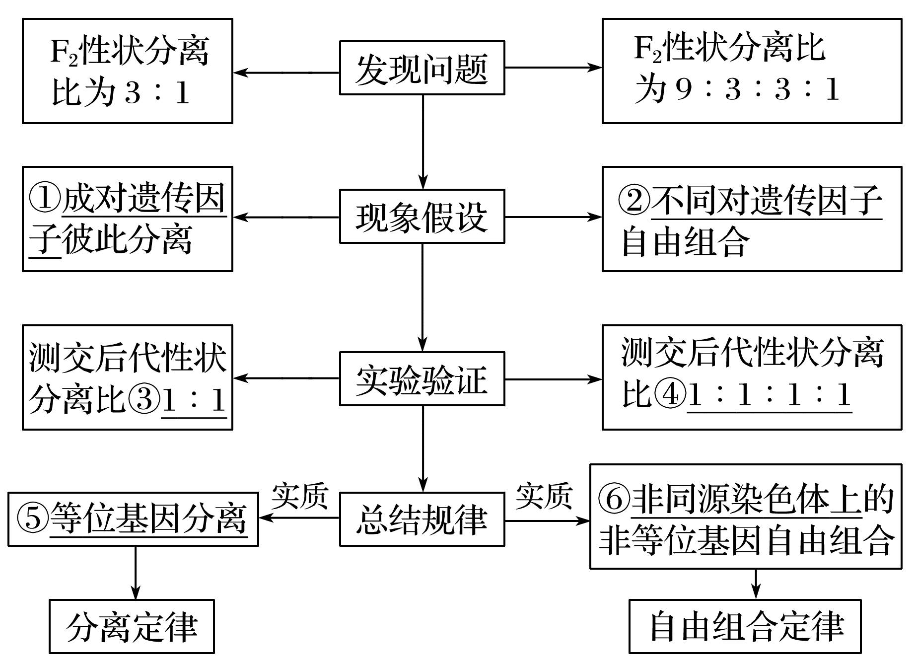 核心提炼 理清孟德尔遗传规律发现的"假说—演绎法"