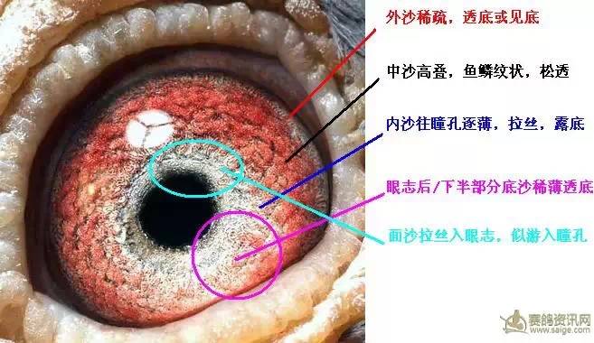 【经验】史上最全信鸽鉴赏资料,没有之一(好好收藏)