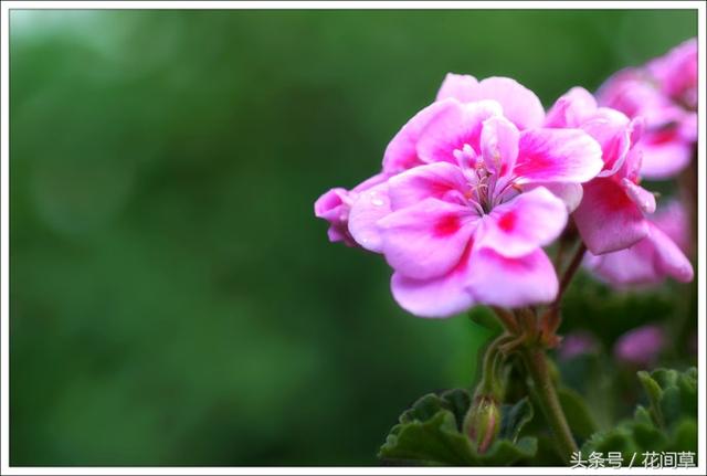 常见花的花语花意(常见花的花语和寓意)