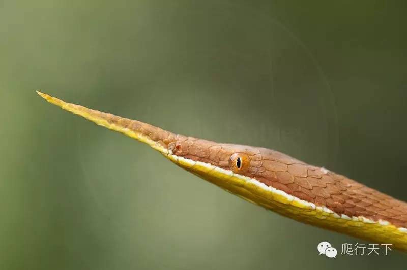 马达加斯加叶鼻蛇(langaha madagascarensis)就是其中之一种.