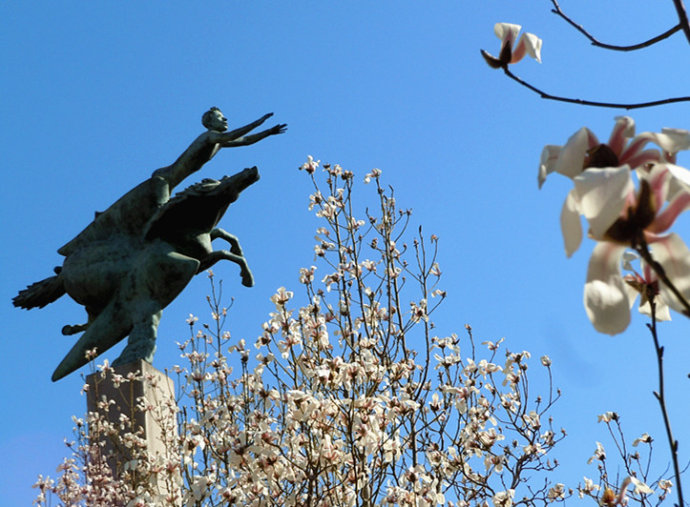 北京国际雕塑公园 玉兰花节