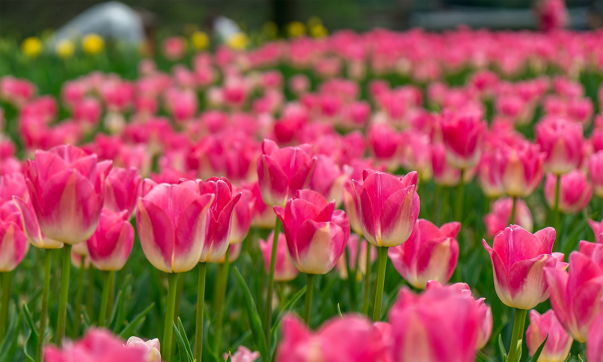 春天十种最美的花图片图片