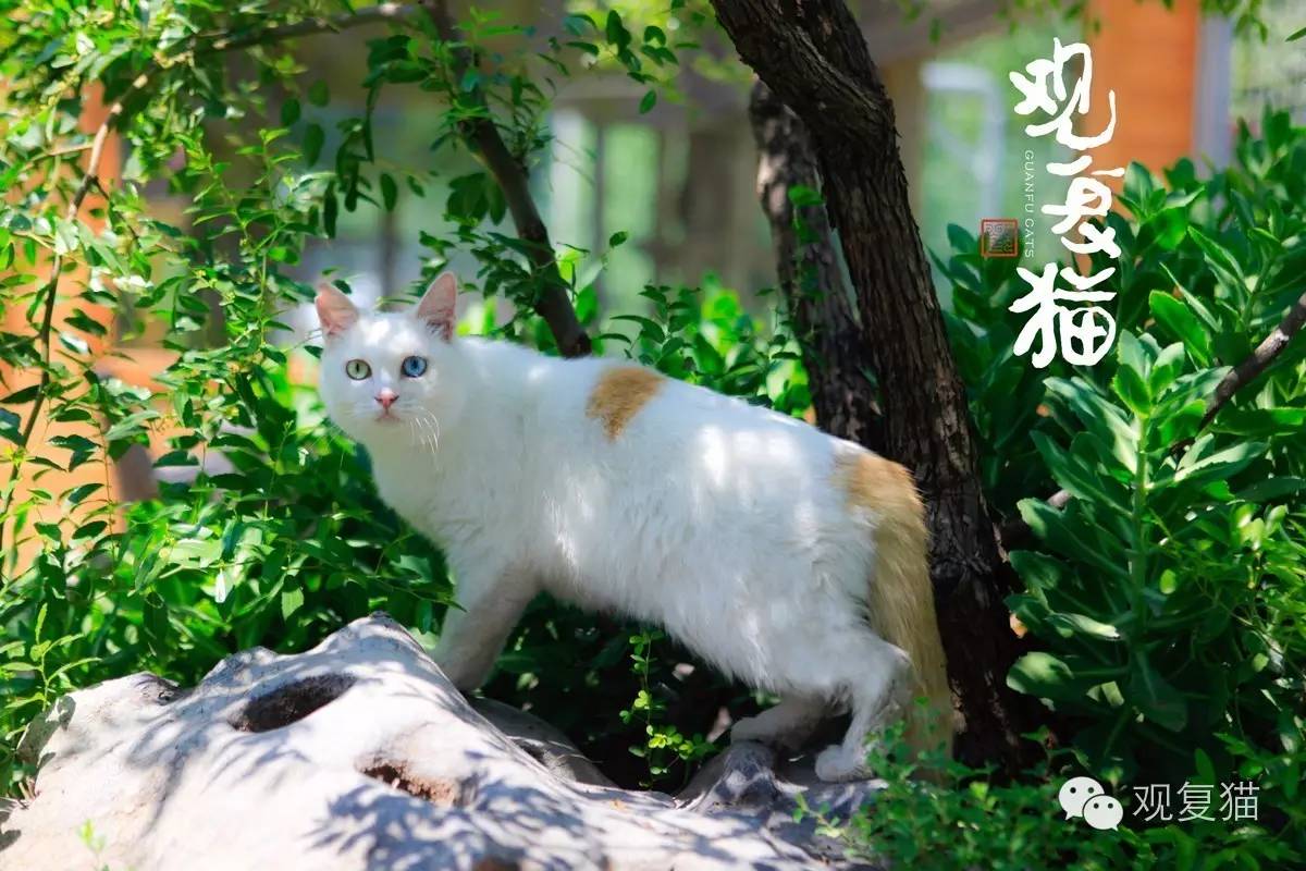 谢鸳鸯苏格格同时,喵星人还可以利用阳光的紫外线杀菌.