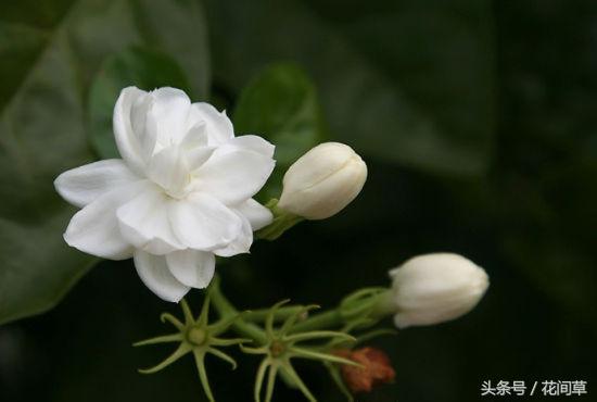 常见花的花语花意(常见花的花语和寓意)