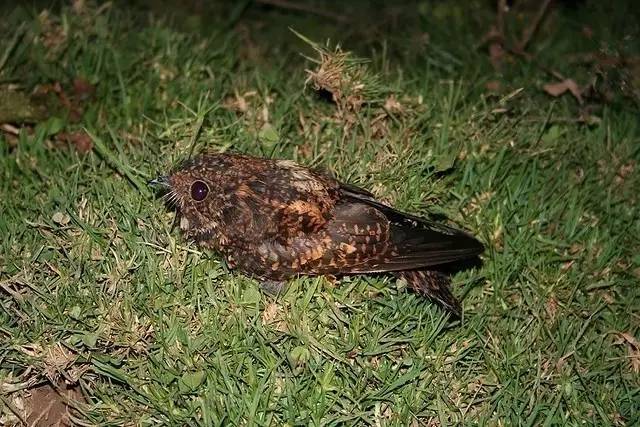 如雷貫耳的隱形戰鬥機夜鷹真有這類鳥嗎