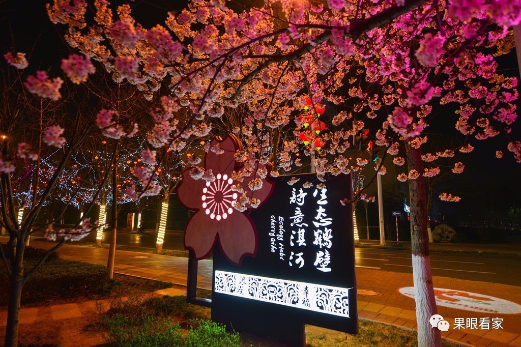 河南鹤壁樱花节图片图片