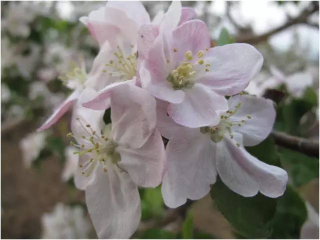 高清大图记录了它从发芽到开花的全过程那就是咱烟台盛产的—苹果花