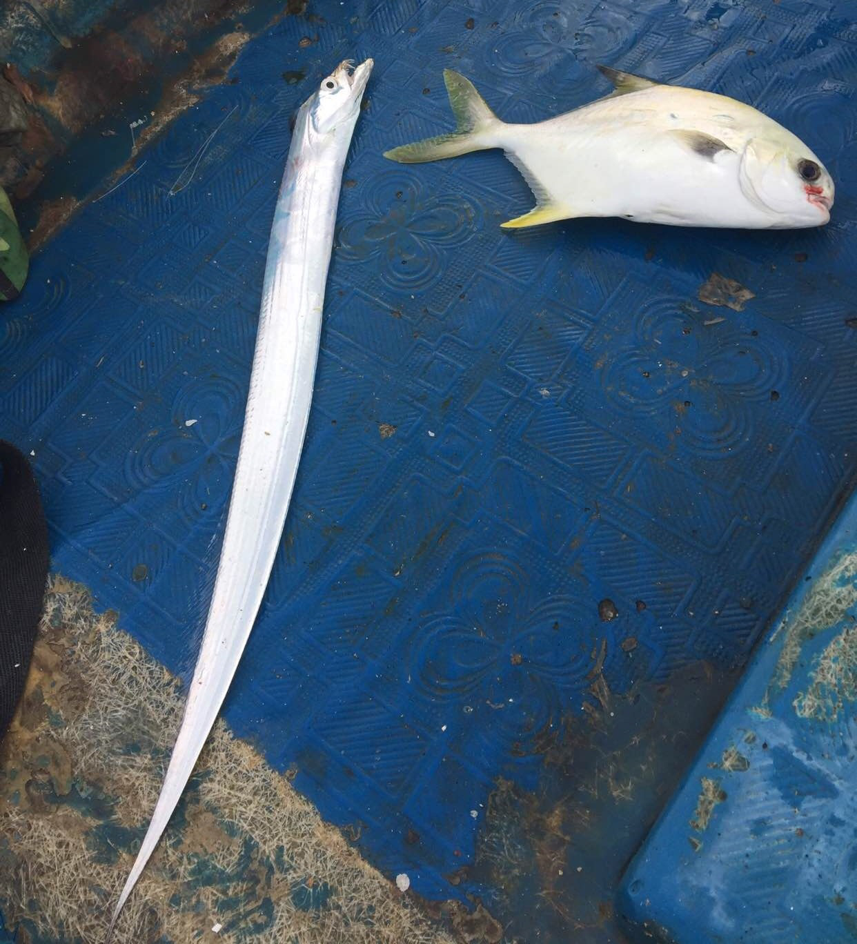 帶魚和布氏鯧鰺(紅沙,金鯧魚),整天與活海鮮打交道的人真好靜仰口蝠