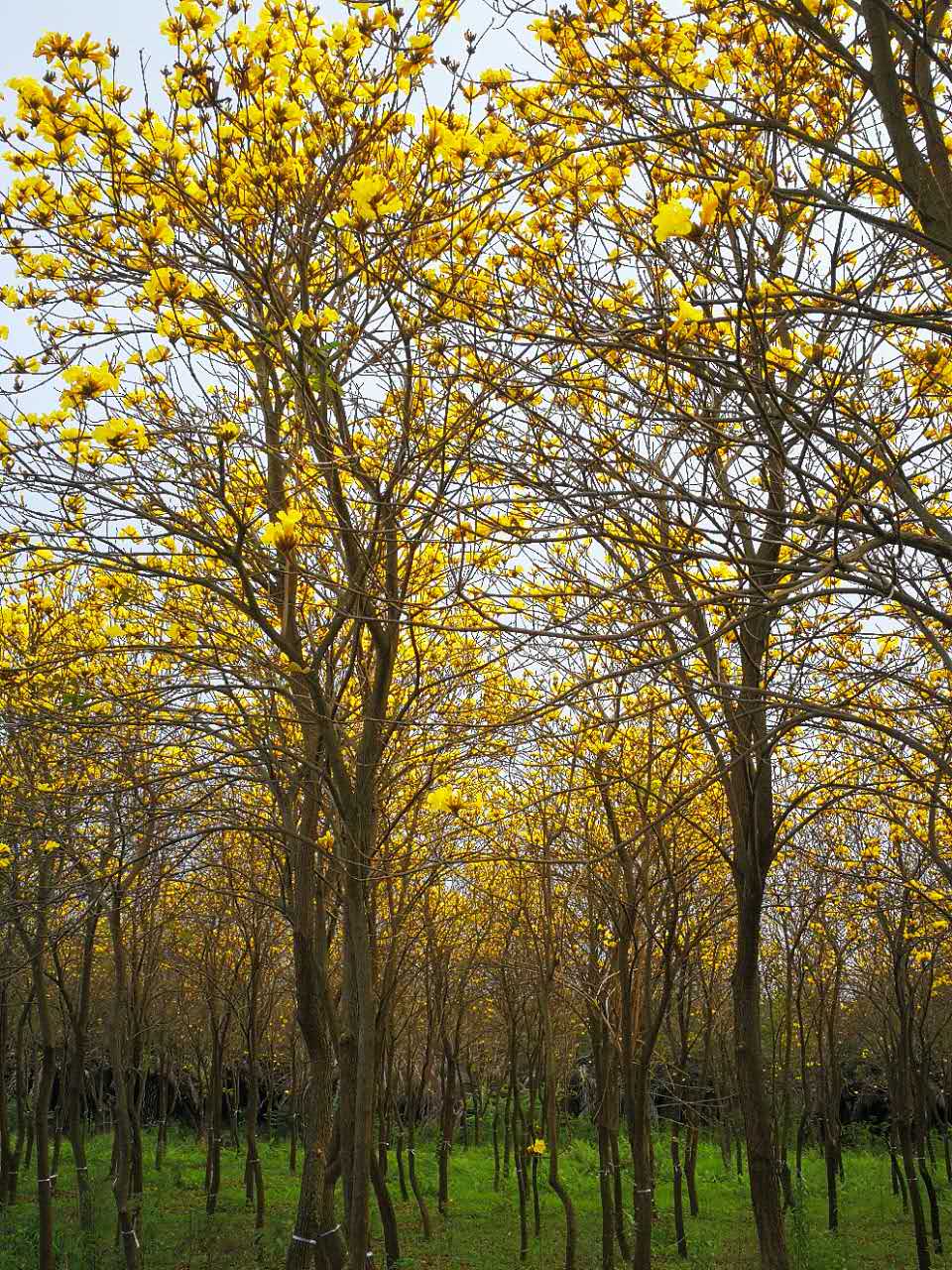 黄蜡木树木图片图片
