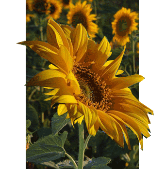 话说,向日葵绝对是一种最典型的"心中有太阳,跟着阳光走"的植物了.