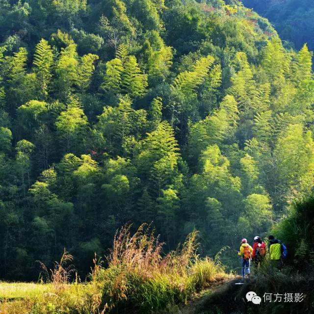 平远热柘林海(何志林 摄)