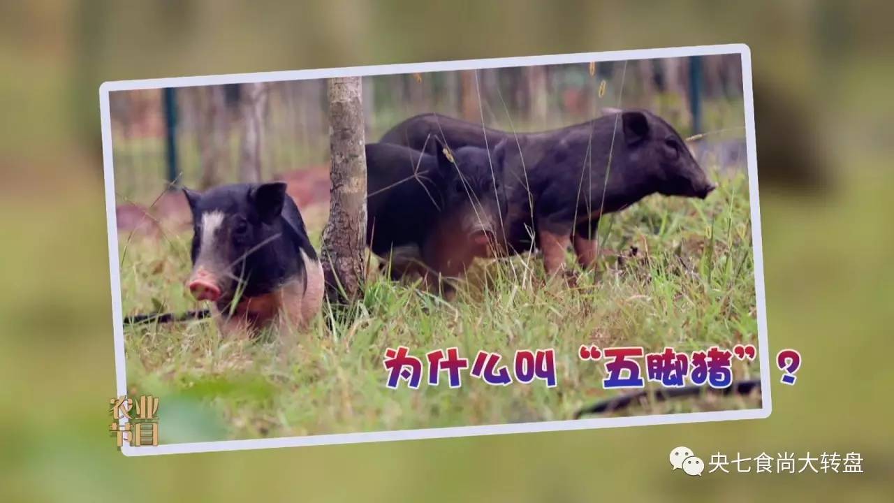 海南五脚猪图片