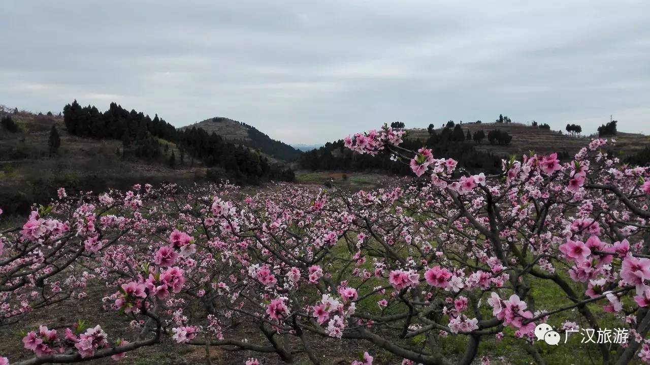 广汉松林桃花景区图片