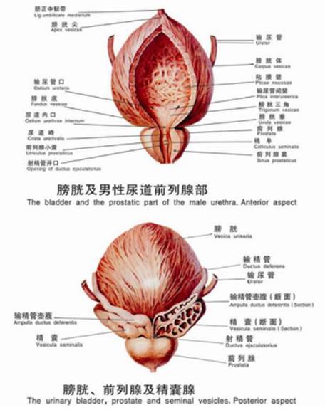 男性尿道的分段图图片