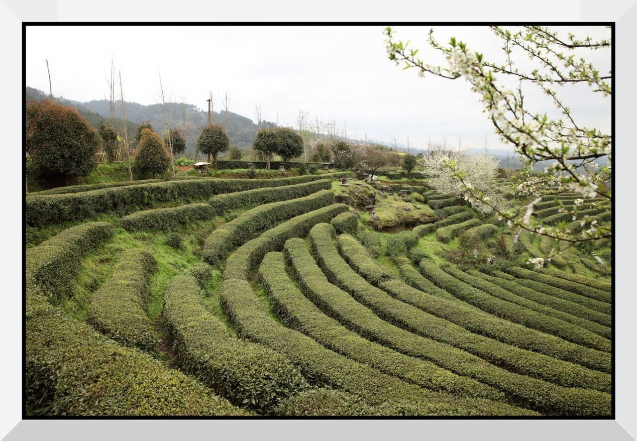 青竹山茶园图片