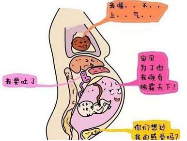 孕晚期肠胃挤压图片图片