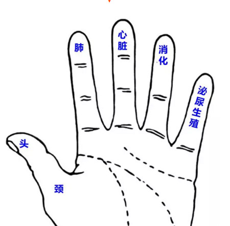 细节都关系着我们的身体健康,很多人都知道:每个手指都代表不同的脏器