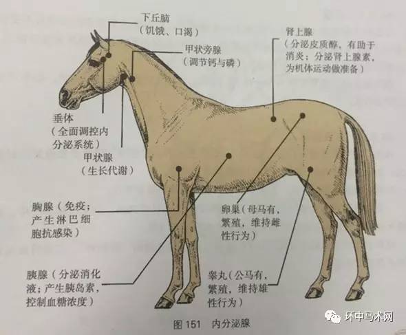 【百科】内分泌系统如何影响马的行为?图片详解马匹的内分泌系统