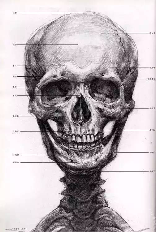 2「解剖学」学画画,如果不懂人体结构,画出来的人物都是畸形的