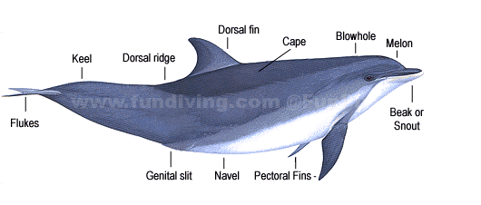 鲸鱼的身体外部结构图片