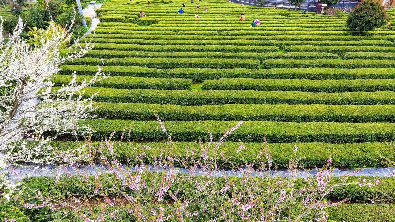 青竹山茶园图片