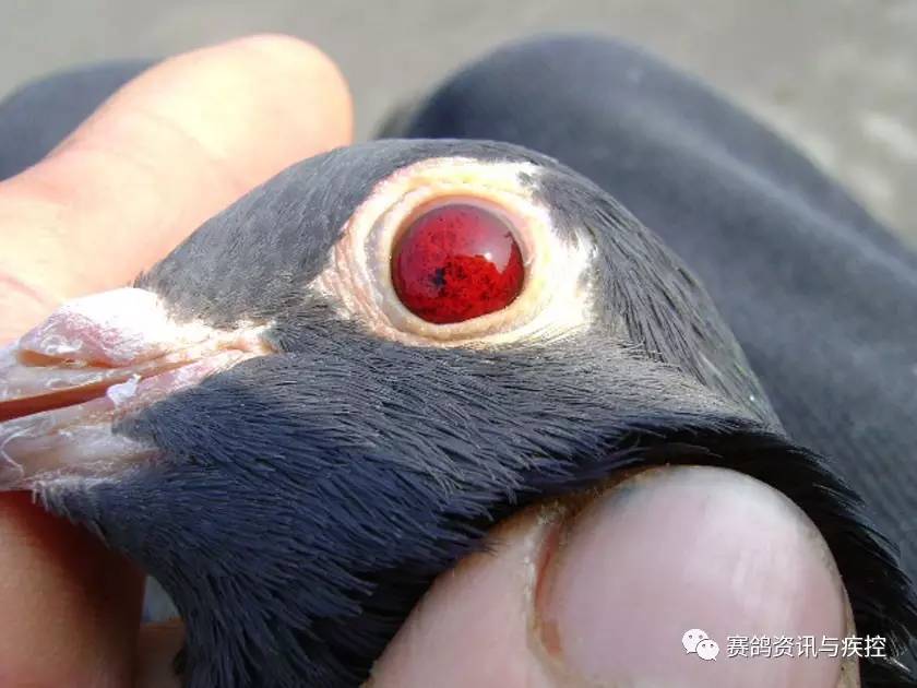 血红眼鸽子图片图片