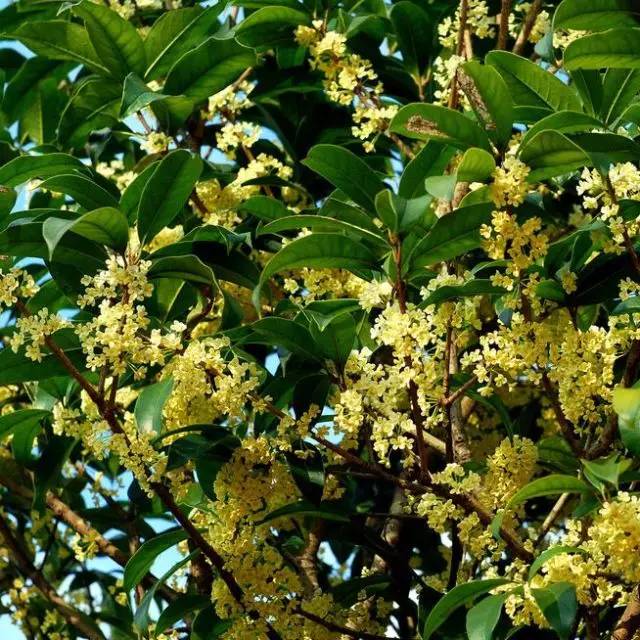 桂花是宿遷的市花,每年的9月,在宿遷的大街小巷,都能聞到股陣陣沁人