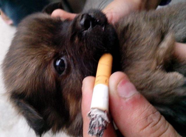 工地狗抽烟图片