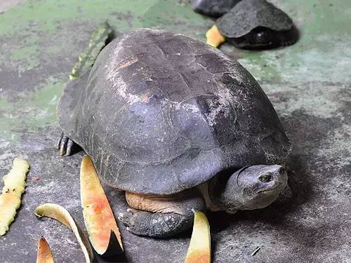 缅甸山龟图片图片