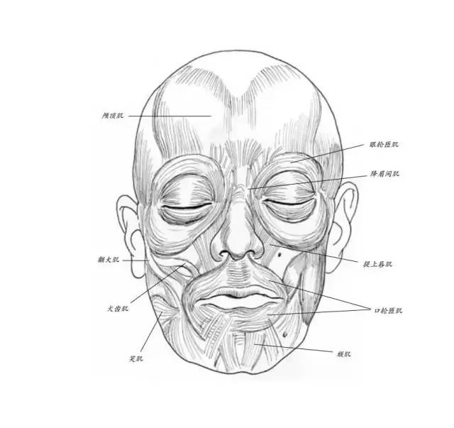 素描教程素描如何表现人的脸部特征