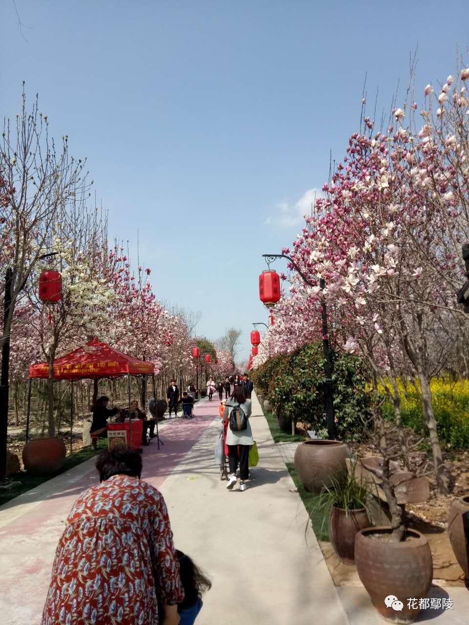 许昌鄢陵樱花图片