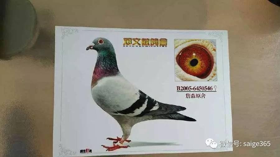 【经验】中国鸽王邓文敏谈种鸽配对!