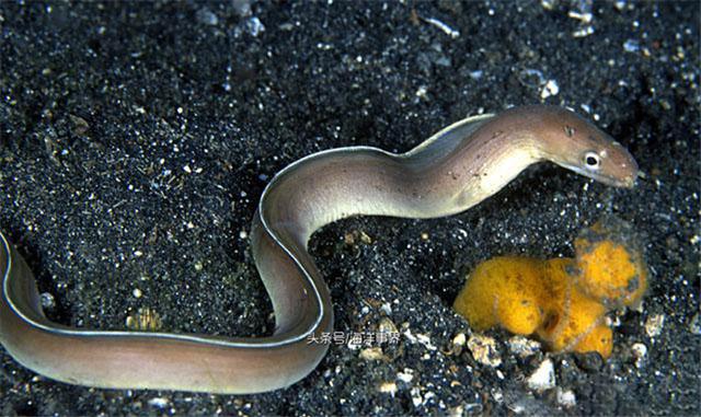 黄鳝的一些海洋亲戚各种海鳗鱼种类科普