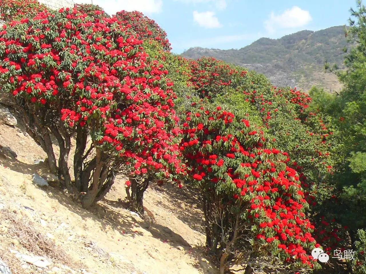 轿子山杜鹃花等着您