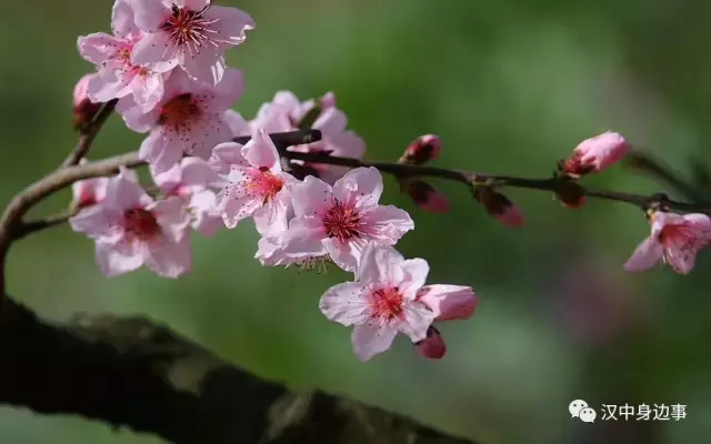 春季踏青——误入城固董家营里的桃花源