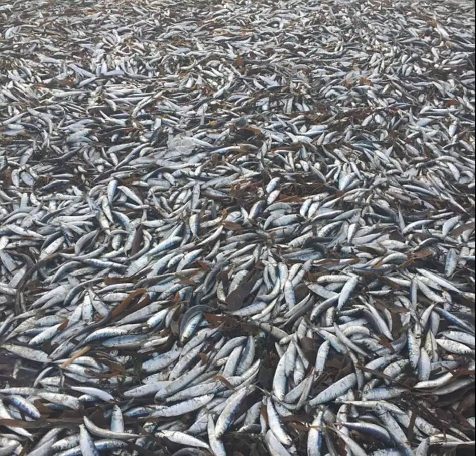 英国海滩又被上万死鱼铺满 原因仍不明