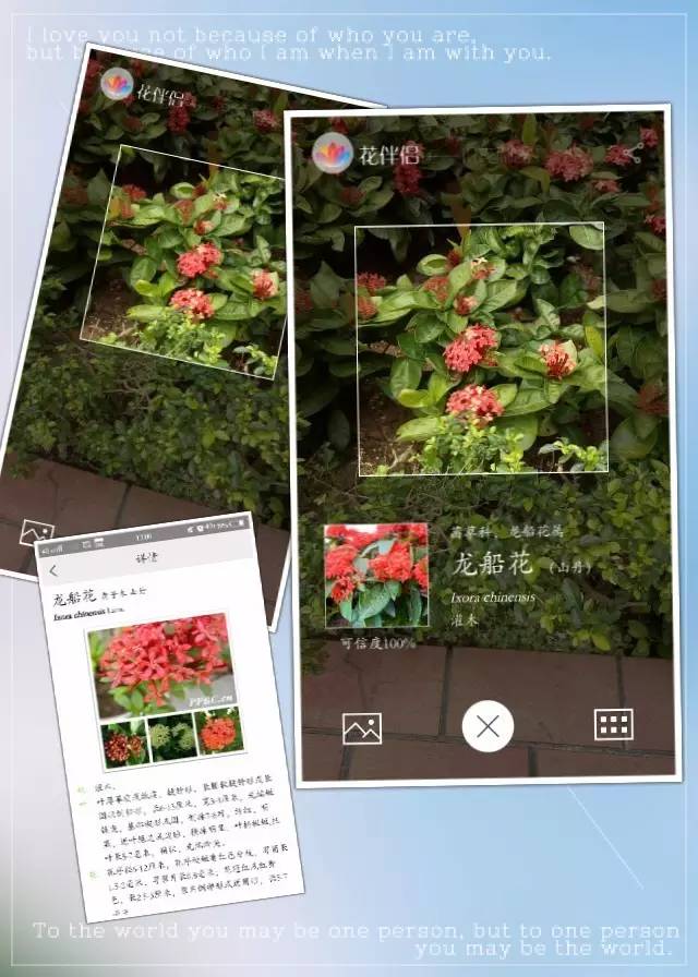 (可以直接拍照识别,也可以先拍照,然后在花伴侣打开图片识别)今天早上