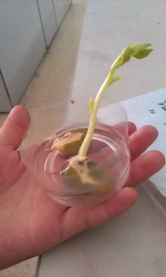 蚕豆怎么长出来的图片图片